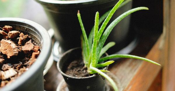 aloe vera potted plant houseplant
