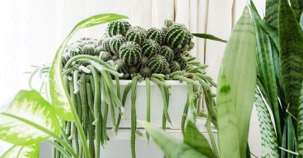 low light houseplants apartment houseplant