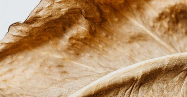 brown dry plant leaf houseplant