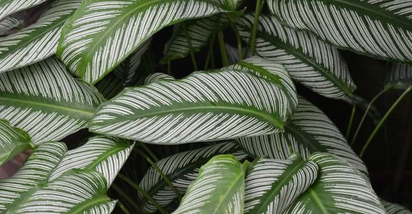 calathea plant houseplant