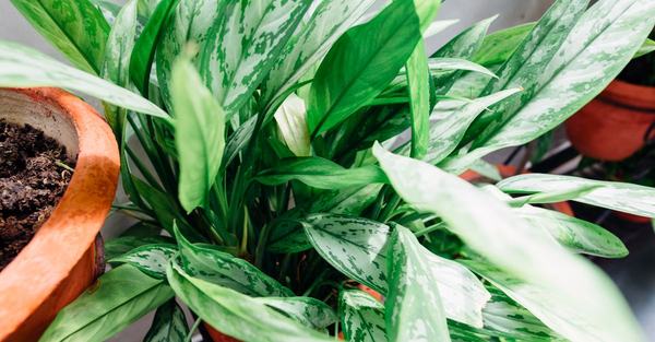 chinese evergreen aglaonema houseplant