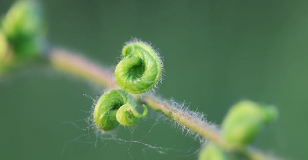 curling plant leaves houseplant