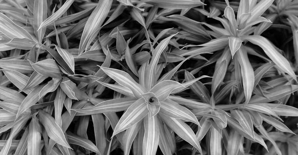 dracaena plant houseplant