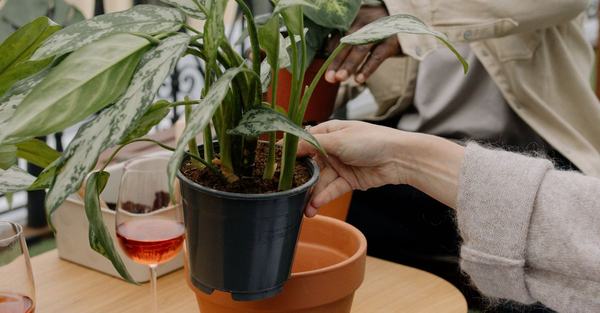 drooping potted plant houseplant