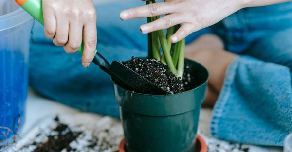 fertilizing indoor plants houseplant