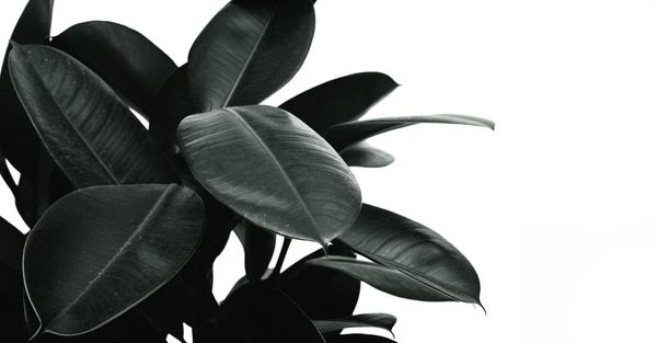 rubber plant ficus elastica houseplant