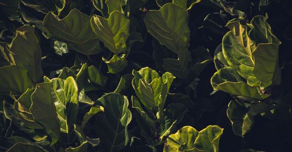 ficus lyrata plant houseplant