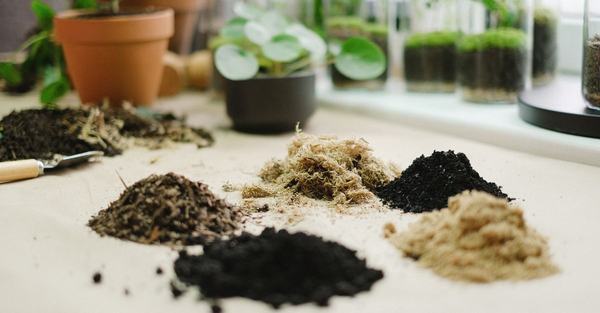fungus gnats houseplant soil houseplant