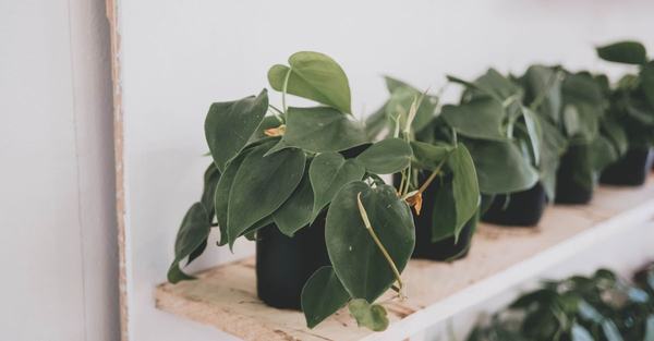 heartleaf philodendron plant houseplant