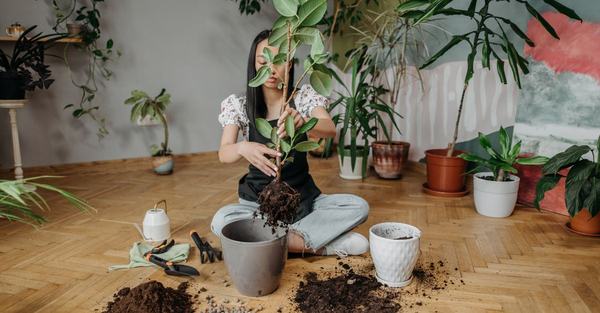 repotting houseplant houseplant