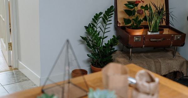 A cozy living room filled with various houseplants, creating a lush indoor garden atmosphere.