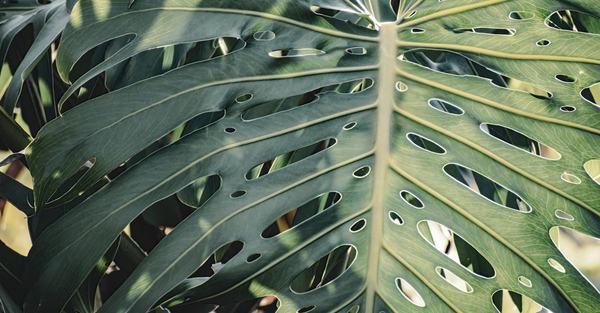 monstera deliciosa plant houseplant