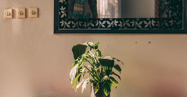 A Peace Lily plant in a decorative pot placed in a bright living room setting.