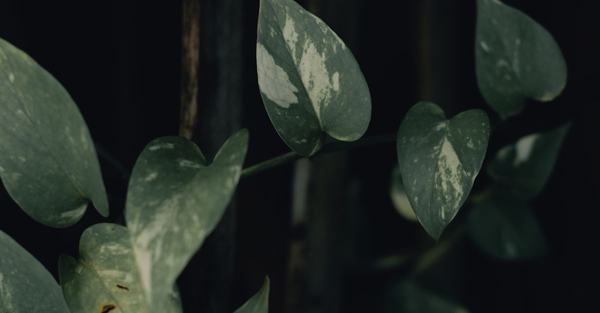 pothos plant houseplant