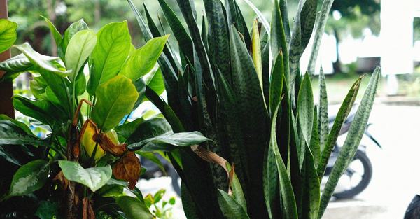 snake plant sansevieria houseplant