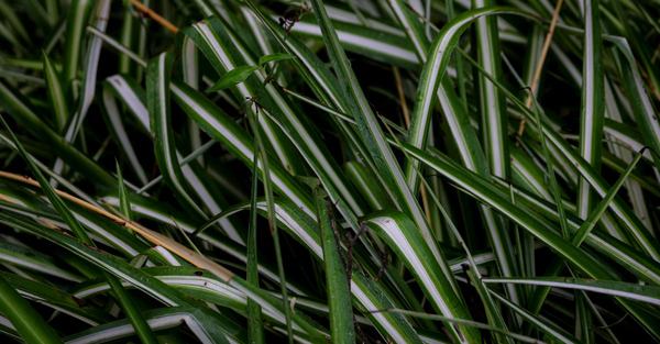 spider plant houseplant