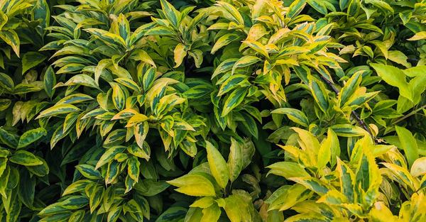yellow plant leaves houseplant