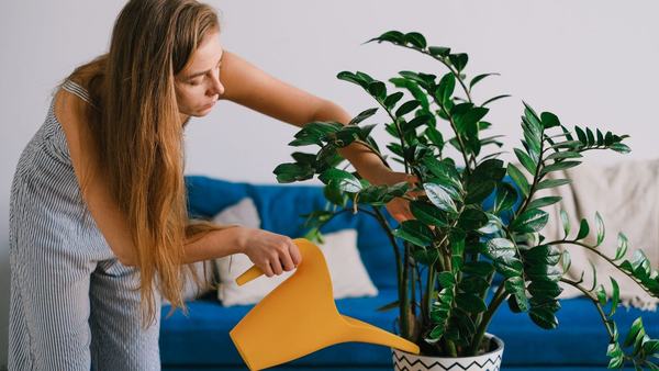 A person carefully watering a ZZ Plant, demonstrating proper plant care techniques.